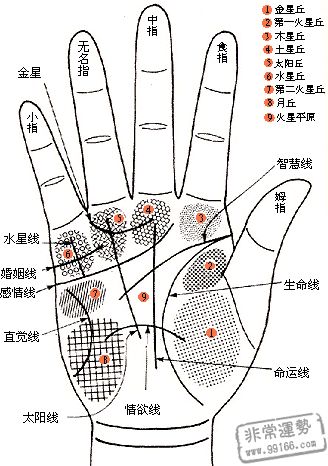 手相事业线和成功线和_手相哪条线是婚姻线_手相没有事业线怎么看婚姻