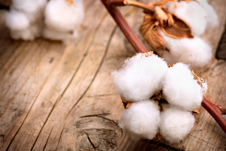 ��ţ��2023��12������