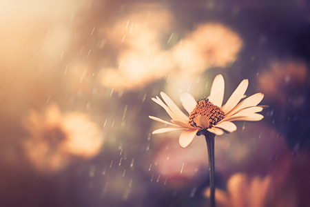 ʺϽ˷orȦ