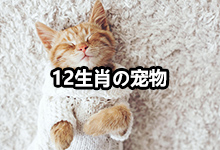 ʮФʺʲô
