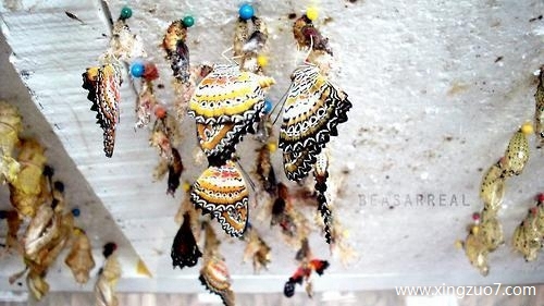 ����俽�������2025.5.163