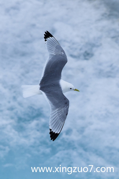 猫石对话今日运势2025.4.271 猫石对话今日运势2025.4.271