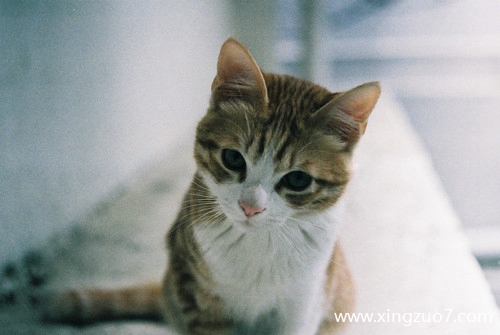 猫石对话今日运势2025.5.31 猫石对话今日运势2025.5.31