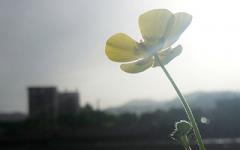 �μ�����Ь