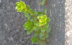 �μ�����ȥ����˵��