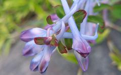 �μ����˸���